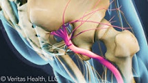 sciatic nerve anatomy video