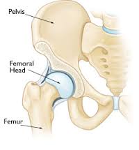 anatomy of hip, anatomy of femoral head, avasular necrosis